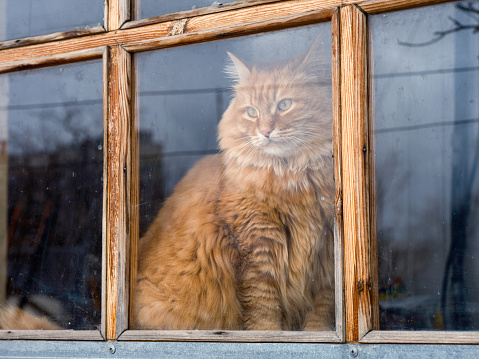A ginger cat looking through an old window. Close up.