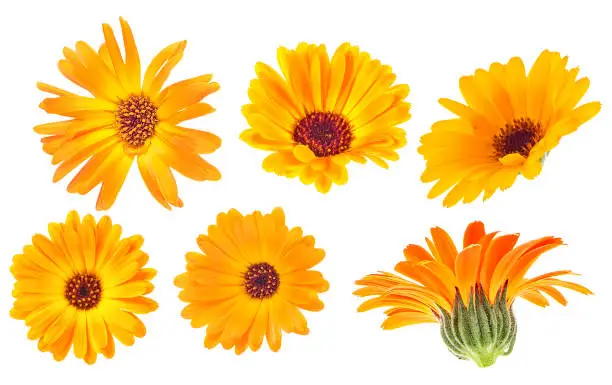 Collection of marigold flowers isolated on a white background. Calendula flowers.