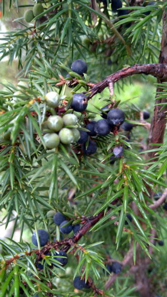 istock Close up of juniper needles and branch 1389336152