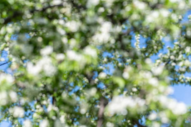 Blooming sakura in sunny day spring time in a park. Blurred background with bokeh. Unfocused