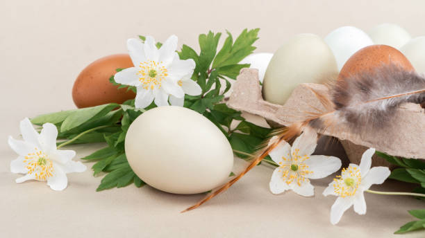 Easter eggs and spring flowers of forest anemone. Organic chicken eggs in packaging with a bird feather on a beige background close-up.