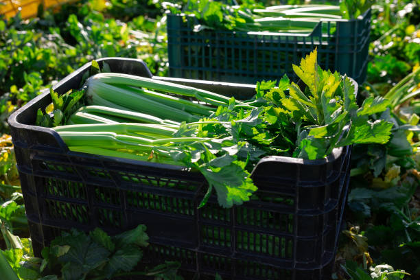 istock Freshly harvested celery in plastic box on vegetable field 1389337591