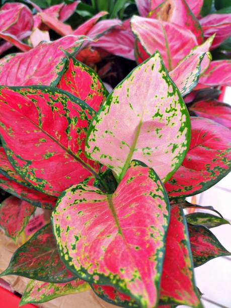 istock Close up green red leaf caladium leaf plant texture in nature for background. 1389337636