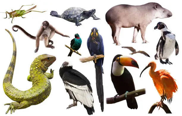 Set of  South American animals. Isolated over white background