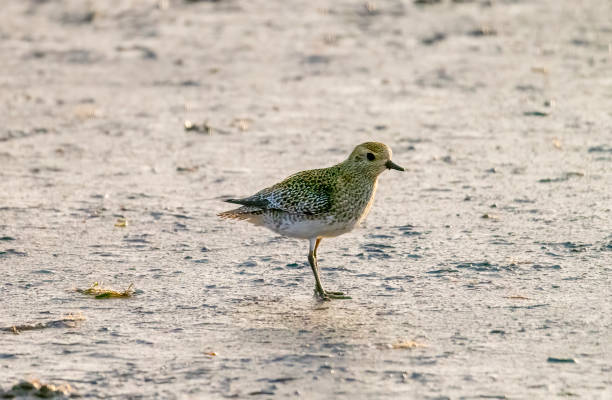 スネッティシャムの干潟の冬の羽毛のゴールデンプラバー - golden plover ストックフォトと画像