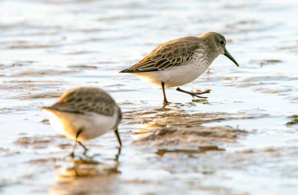 istock Dunlin on the mudflats at Snettisham 1389339011