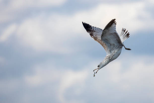 seagulls - cape fear imagens e fotografias de stock