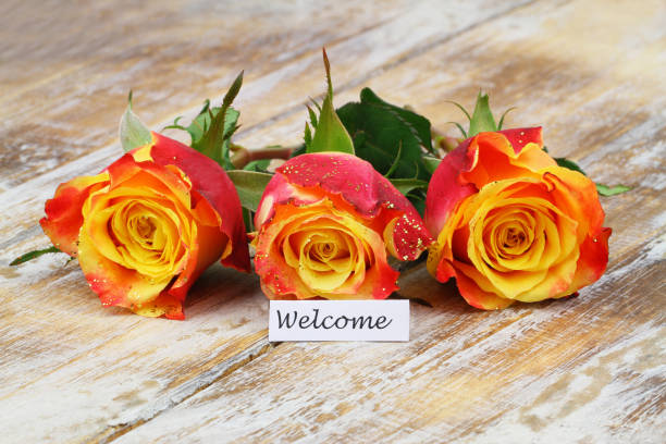welcome card with three colorful roses sprinkled with glitter on rustic wooden surface - note rose image saturated color imagens e fotografias de stock