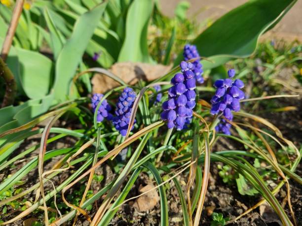 istock Closeup on violet muscari flowers 1389340868