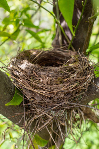 istock An empty nest is located on a tree with green foliage illuminated by the sun. A bird's nest on a tree is represented by a close-up. 1389341849