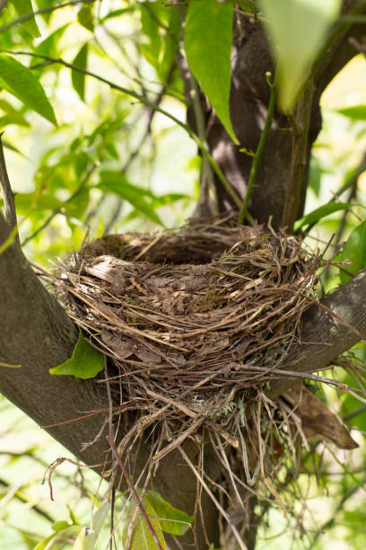 istock An empty nest is located on a tree with green foliage illuminated by the sun. 1389341851