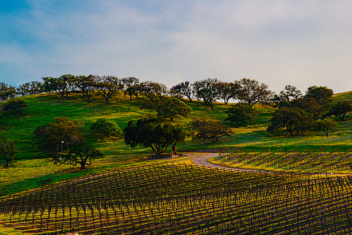 rolling hills vineyard with shadows from setting sunset