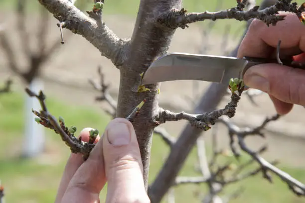 Photo of The farmer in the orchard grafting fruit tree.