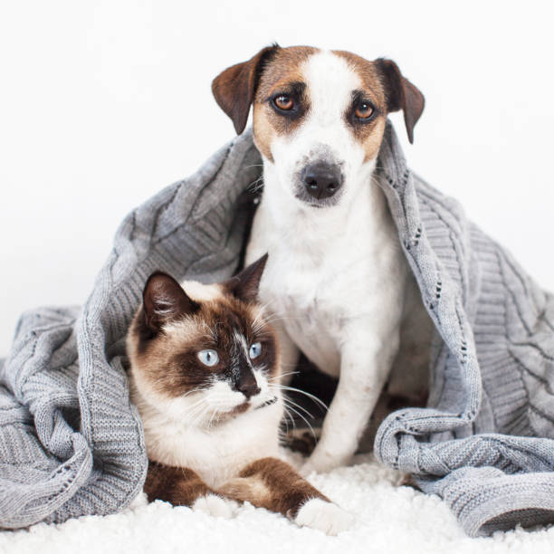 istock Cat and dog together 1389343828
