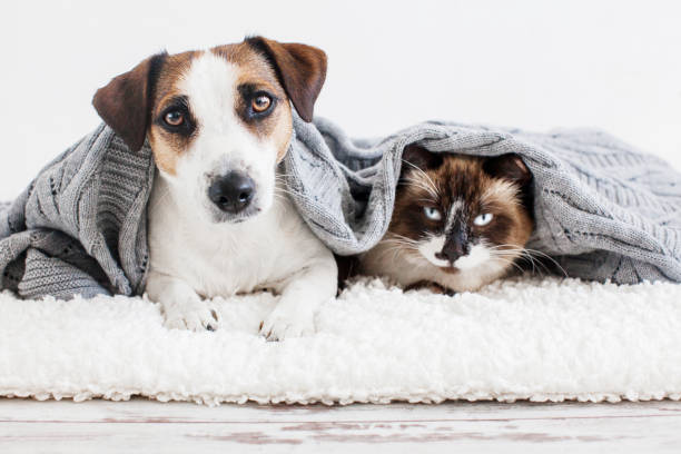 istock Dog and cat under plaid 1389343829