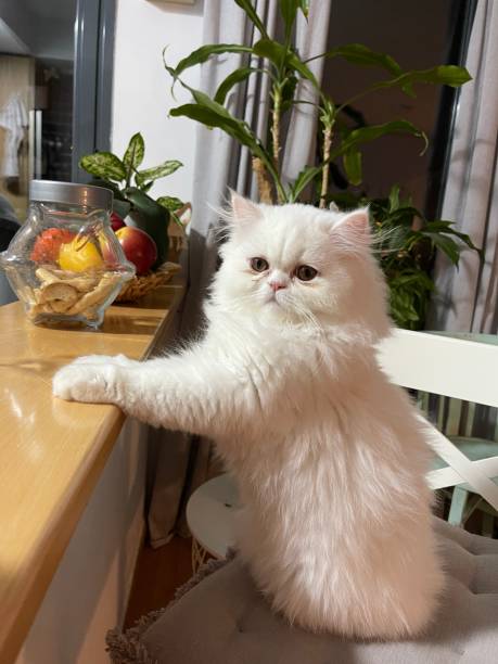 persian cat leaning Persian cat sitting on stool and blistered on a bar white persian cat stock pictures, royalty-free photos & images