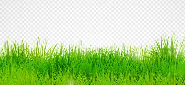 Vector illustration of Green Grass