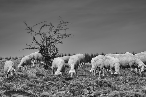 sheep graze in a meadow next to a thorn bush