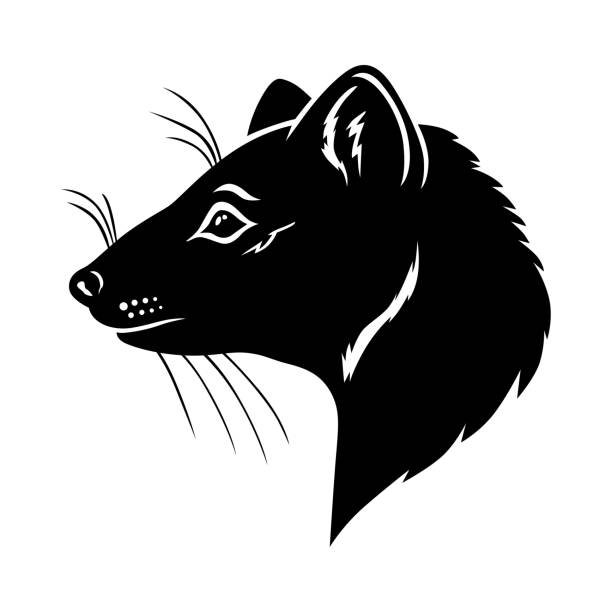 602 Sable Animal Illustrations & Clip Art - iStock | Tiger
