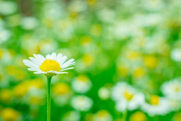 white daisy Chamomile is an annual or winter medicinal plant.