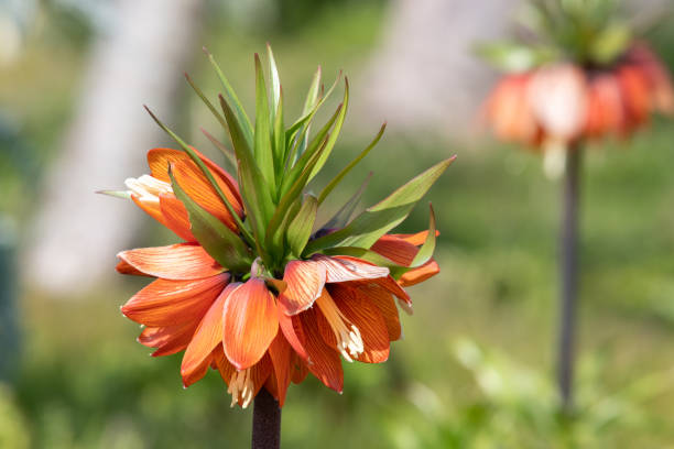 Close up of a imperial fritillary (fritillaria imperialis) flower in bloom