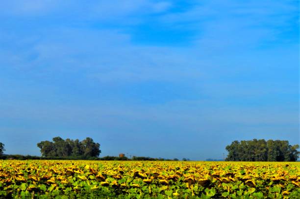 istock Yellow sunflowers and blue sky . 1389346169