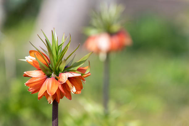Close up of a imperial fritillary (fritillaria imperialis) flower in bloom