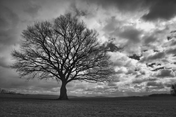 lonely tree on a field with the clouds moving in the background