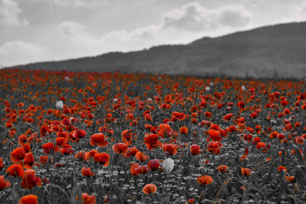 istock a wheat field with many poppies 1389347542