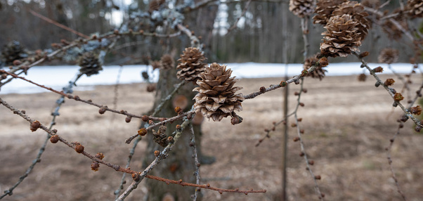 Close-up of a small cone of a larch with a blurred background. High quality photo.