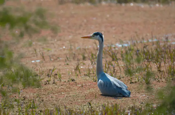 Grey heron or common heron in Bharatpur bird sanctuary Rajasthan India
