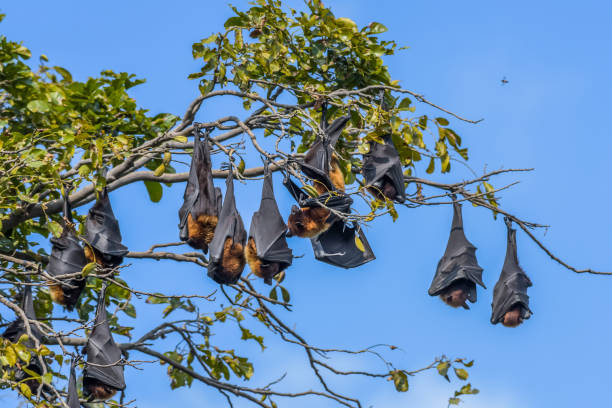 Indian flying fox (Pteropus medius) also known as the greater Indian fruit bat hanging in Bharatpur bird sanctuary stock photo