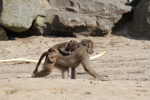 a cute baboon walks with a little baby ape at its back in a field