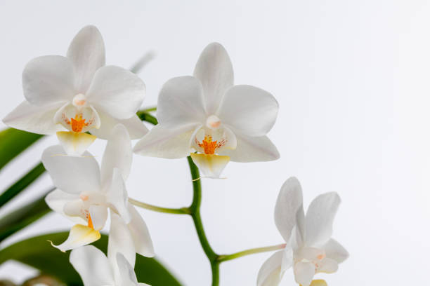 istock Orchid flowers isolate close-up. Orchid on a white background 1389350911