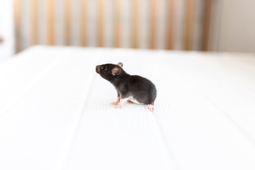 Little mouse on a white wooden table.