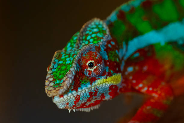 istock Chameleon on a dark background, beautiful panther chameleon 1389350986