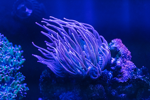 Coral reef in the marine aquarium. Coral Euphyllia Torch LPS - Euphylliidae Glabrenscens.