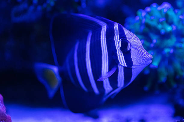 Zebrasoma veliferum (sailfish shank). Sea fish close up.