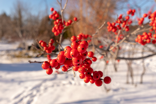 Close-view of the red berry of a winterberry (Ilex) vine taken on a sunny winter day in Montreal, Canada