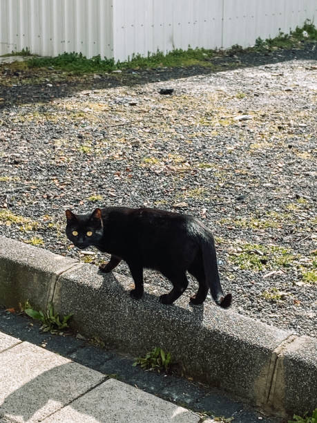 istock Homeless black cat without green eyes 1389352268