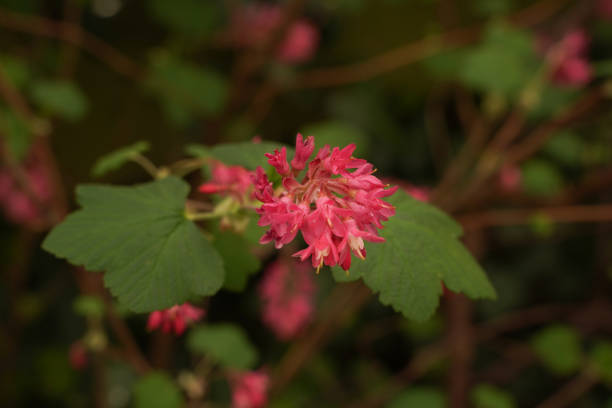 The flower of a Ribes De bloem van een Ribes thorn bush stock pictures, royalty-free photos & images