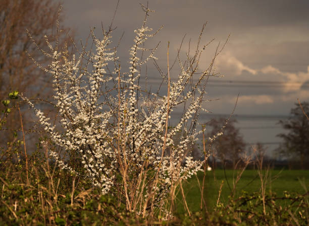 White blossom of a Juneberry, Serviceberry or Shadbush lighting up in the sunlight De witte bloesem van een krentenboom licht op in het zonlicht thorn bush stock pictures, royalty-free photos & images