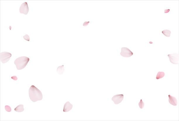 illustrazioni stock, clip art, cartoni animati e icone di tendenza di sfondo vettoriale sakura rosa, fiori di ciliegio - romantic scene