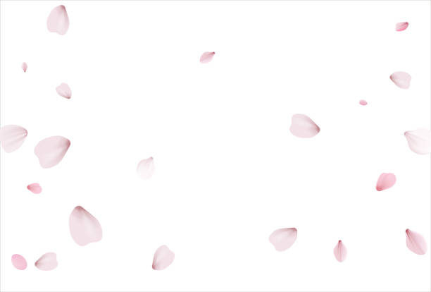ilustrações de stock, clip art, desenhos animados e ícones de pink sakura vector background, cherry flowers - lily flower vector red