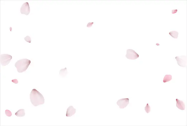 Vector illustration of Pink sakura vector background, cherry flowers
