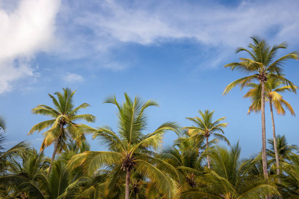 istock Beach summer vacation holidays background with coconut palm trees and blue sky with white clouds 1389354400