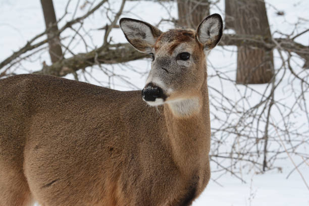 istock Whitetail Deer Winter Closeup 1389354702