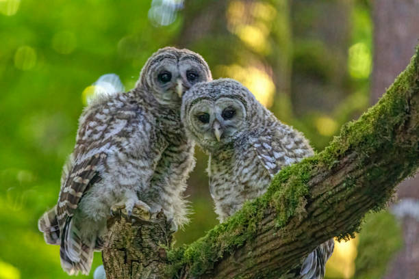 istock newborn Barred Owls on the tree branch, Burnaby, BC, Canada 1389354983