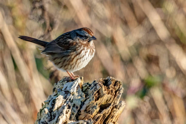 song sparrow perched on a wood