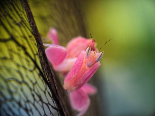 Orchid Mantis Orchid Mantis (Hymenopus coronatus) is from the tropical forests of Southeast Asia orchid mantis stock pictures, royalty-free photos & images